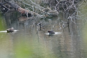 Mon, 4/1/2019 Birding report at 猪名川公園