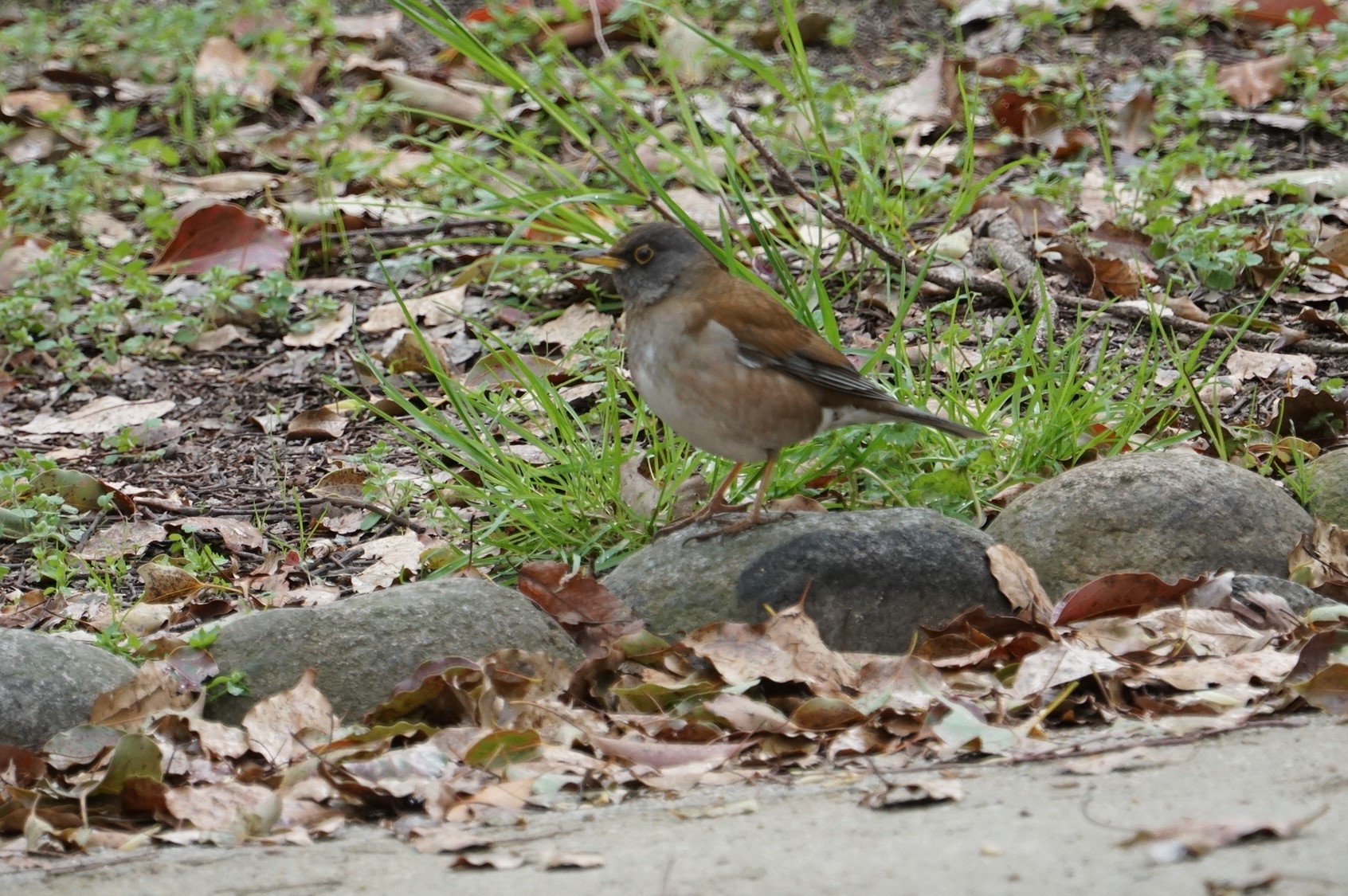 Photo of Pale Thrush at 猪名川公園 by マル