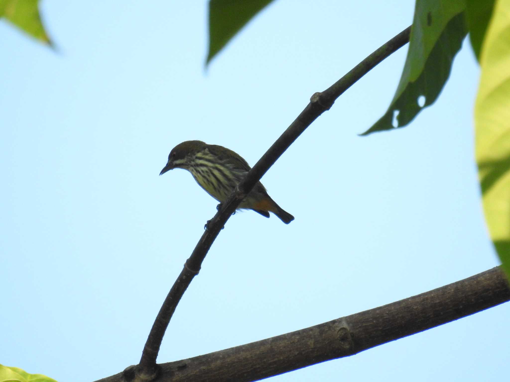 Photo of Yellow-vented Flowerpecker at タイ南部 by でみこ