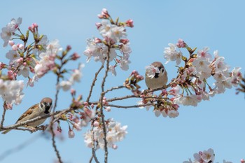 スズメ 場所が不明 2019年4月1日(月)