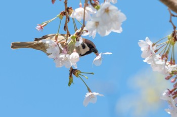 スズメ 場所が不明 2019年4月1日(月)