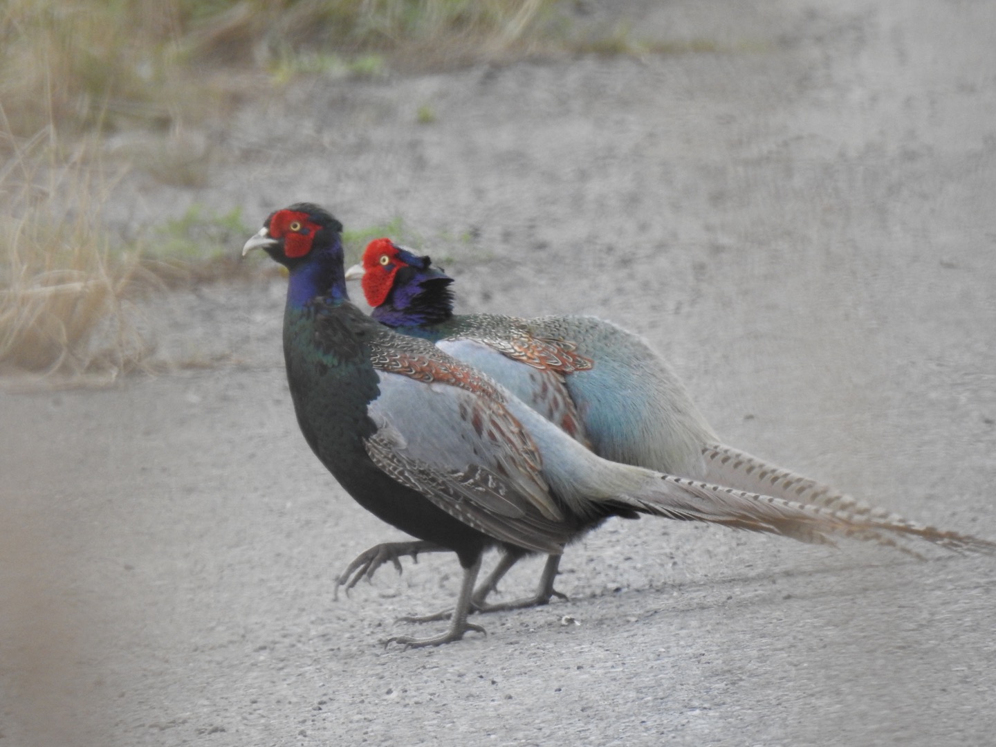 Photo of Green Pheasant at 桜草公園 by なおんなおん