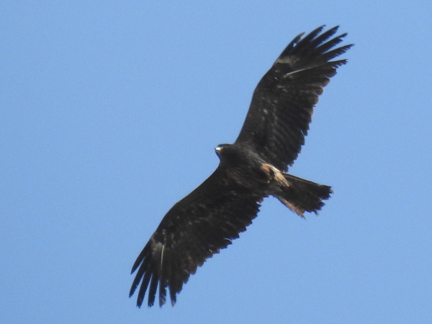 Photo of Black Kite at 桜草公園 by なおんなおん