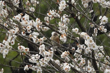 Siberian Long-tailed Rosefinch 那須りんどう湖周辺 Tue, 4/2/2019