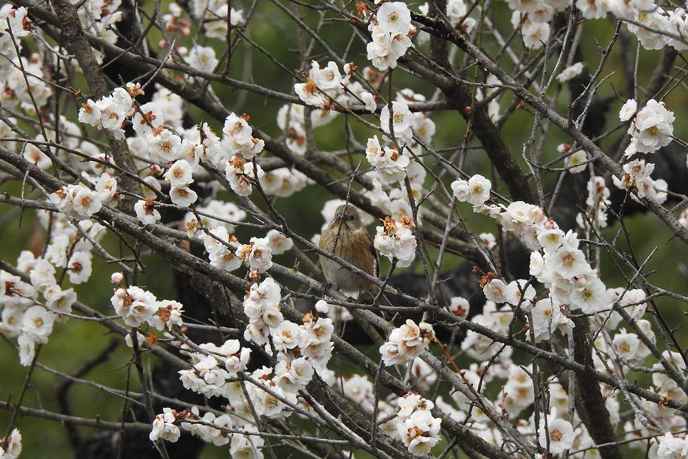 Photo of Siberian Long-tailed Rosefinch at 那須りんどう湖周辺 by Seitakashigi