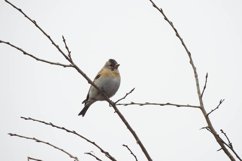 Brambling