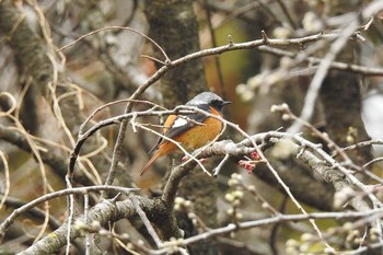 Daurian Redstart 那須りんどう湖周辺 Tue, 4/2/2019