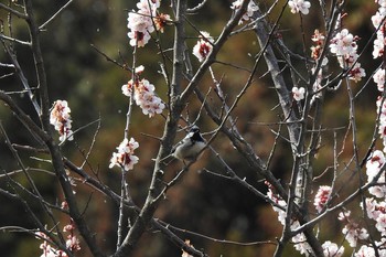 ヒガラ 那須りんどう湖周辺 2019年4月2日(火)