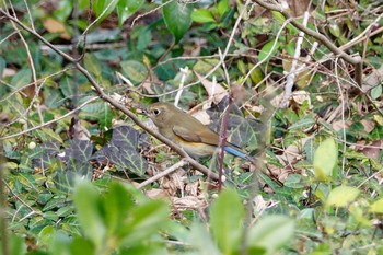 ルリビタキ 場所が不明 2019年4月2日(火)