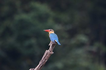 2019年2月23日(土) カオソック国立公園の野鳥観察記録