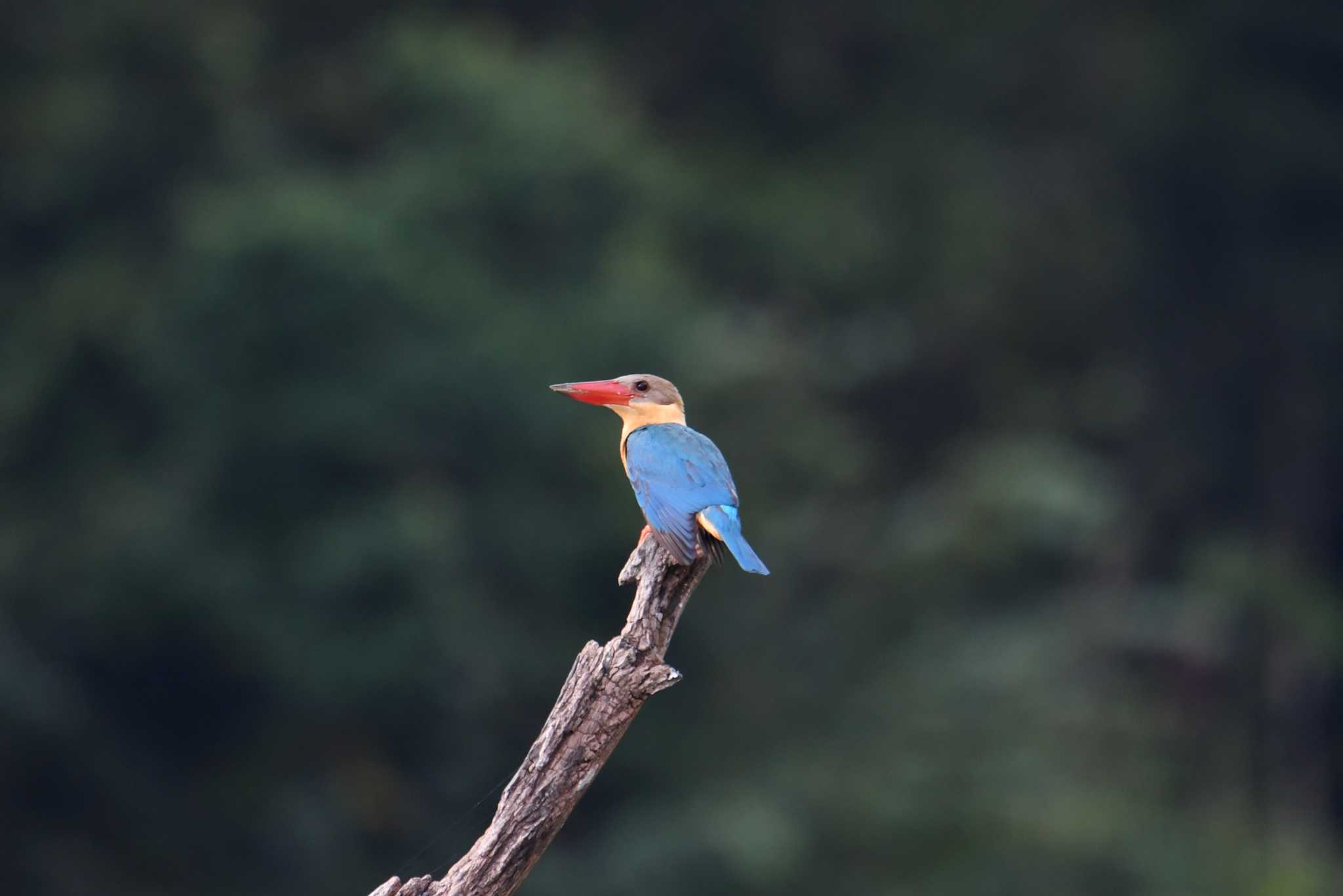 Photo of Stork-billed Kingfisher at Khao Sok NP by あひる