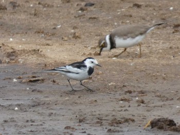 White Wagtail(leucopsis)