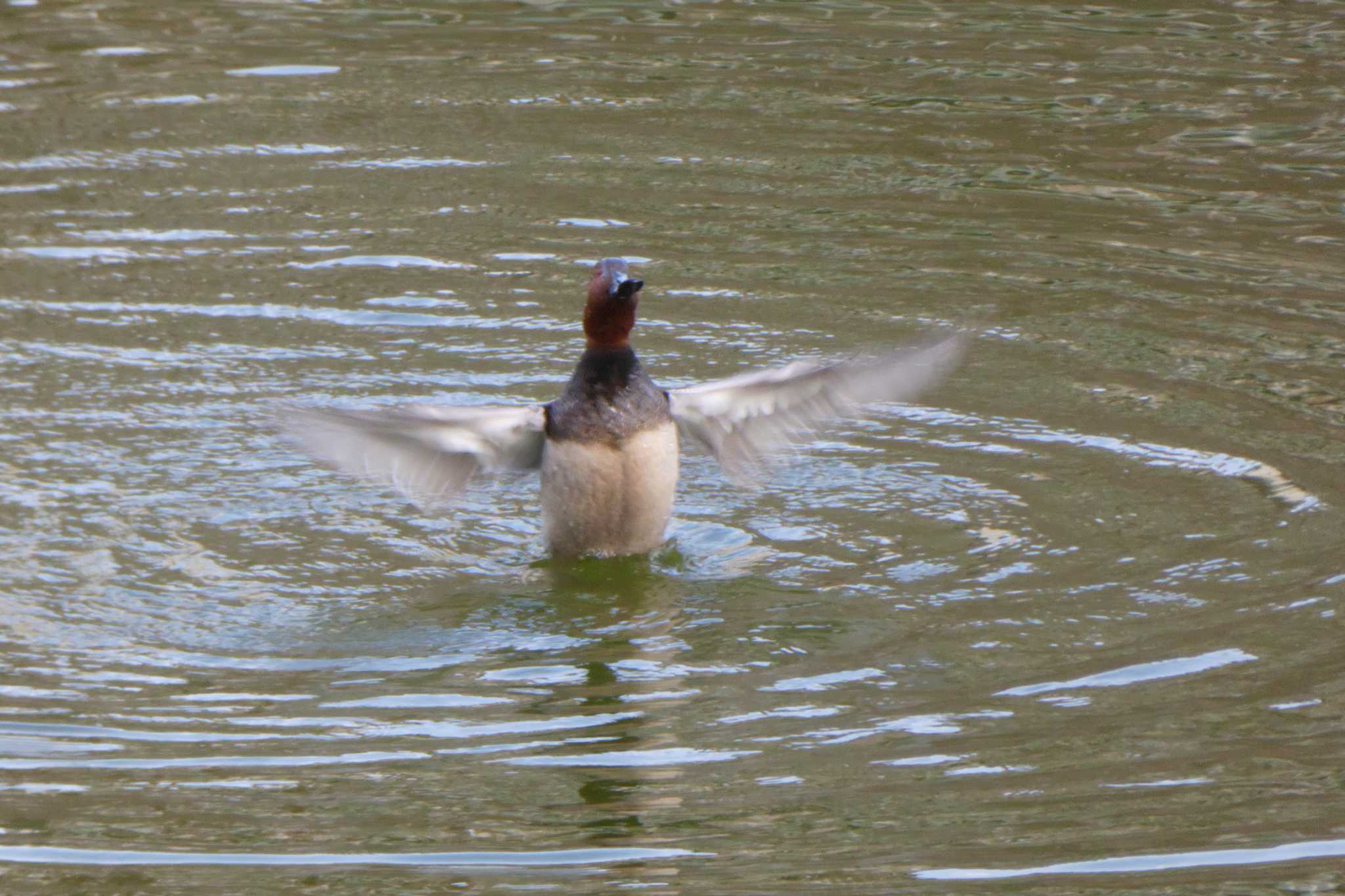 Photo of Common Pochard at 市ヶ谷濠 by さすらう葦