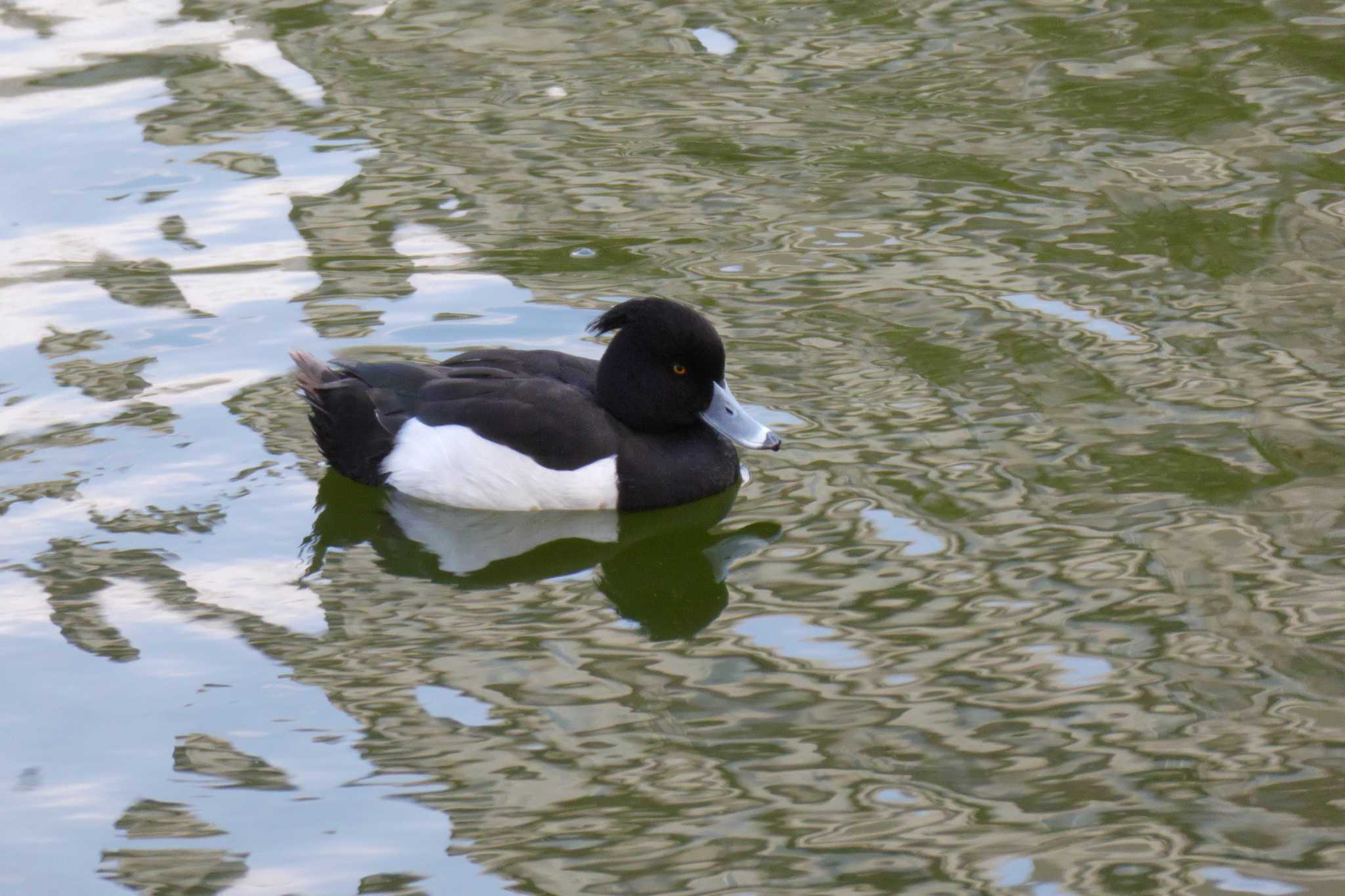 Tufted Duck