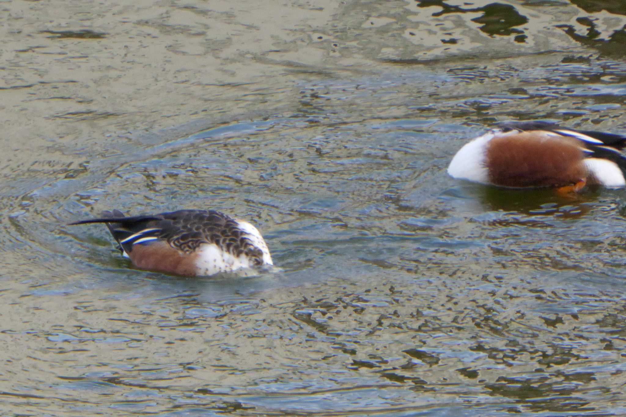 Northern Shoveler