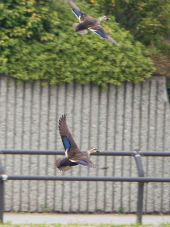 カルガモ 石神井公園 2019年3月30日(土)