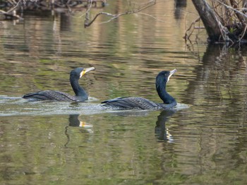 カワウ 石神井公園 2019年3月30日(土)