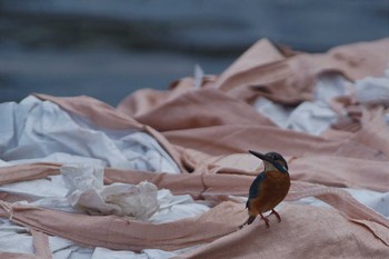 カワセミ 浮島ヶ原自然公園 2019年3月17日(日)