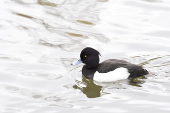 2017年12月24日(日) 不忍池(上野恩賜公園)の野鳥観察記録