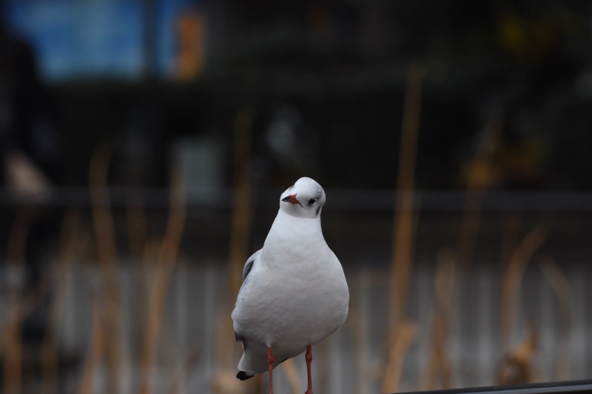 ユリカモメ