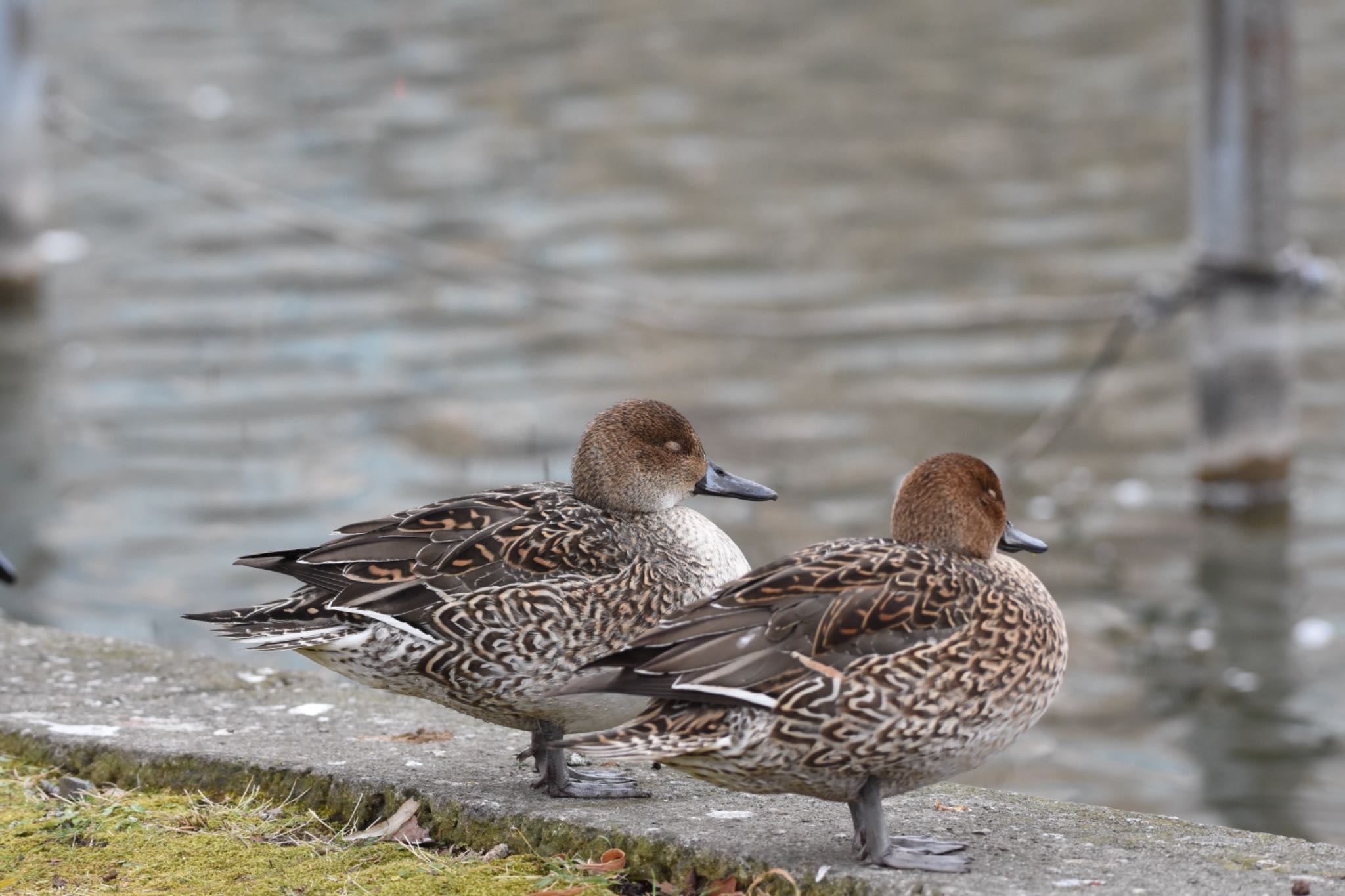 不忍池(上野恩賜公園) オナガガモの写真 by Hofstadter2303