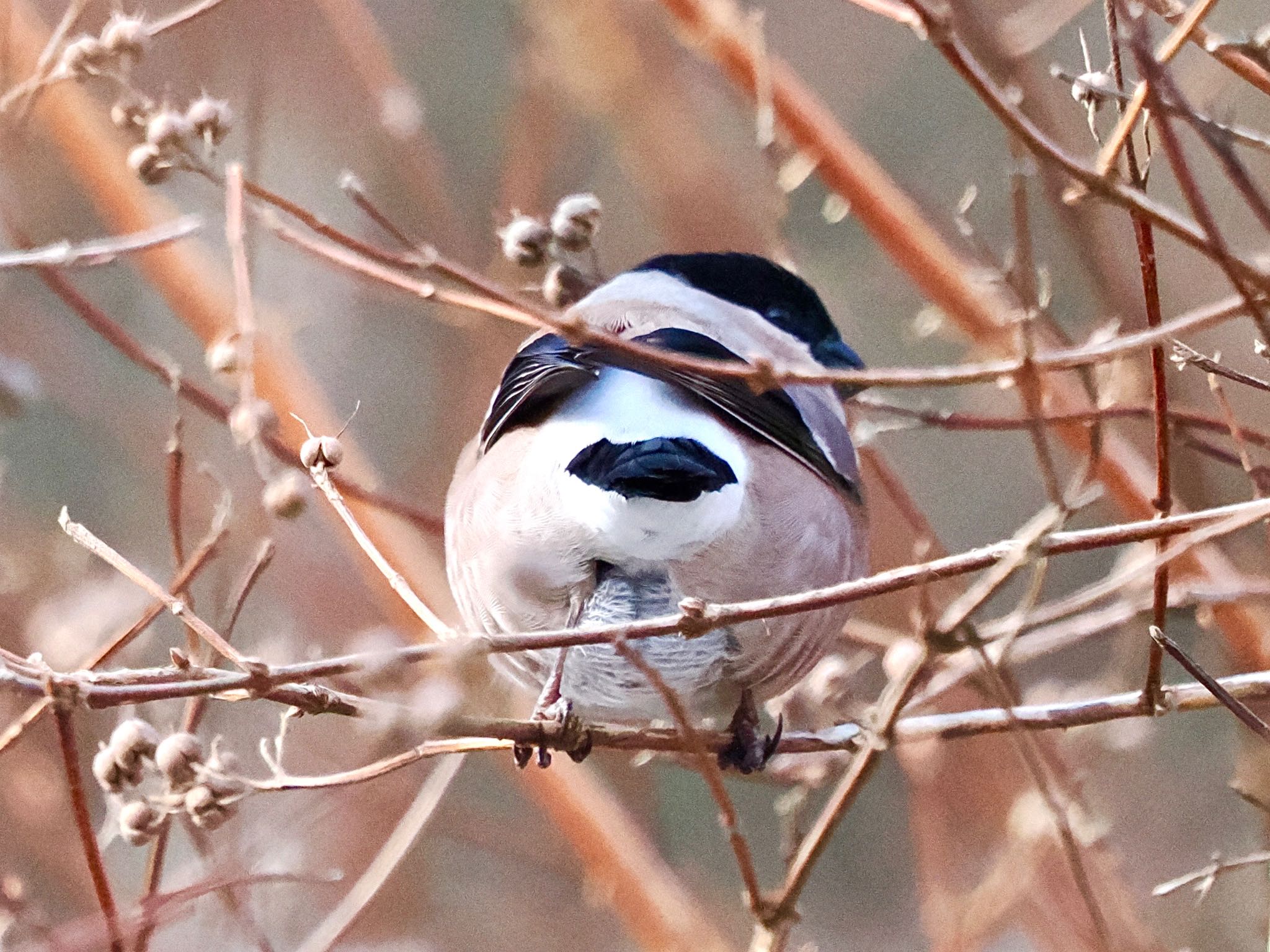 2025年1月29日(水) 六甲山の野鳥観察記録 by みーちゃん | ZooPicker 2025年1月29日(水) 六甲山の野鳥観察記録 by みーちゃん | ZooPicker