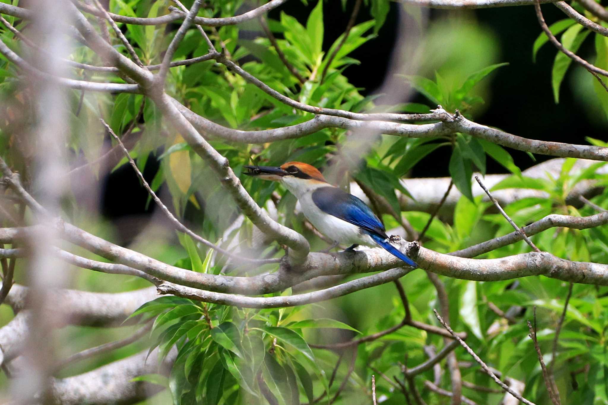 Photo of Rusty-capped Kingfisher at Peleliu Island (Palau) by とみやん