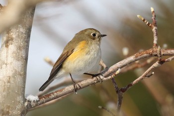 ルリビタキ 北海道 函館市 見晴公園 2019年4月3日(水)