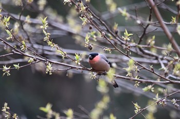 ウソ 場所が不明 2019年4月3日(水)