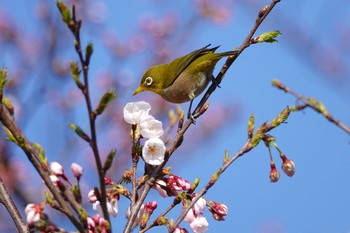 メジロ 場所が不明 2019年4月3日(水)