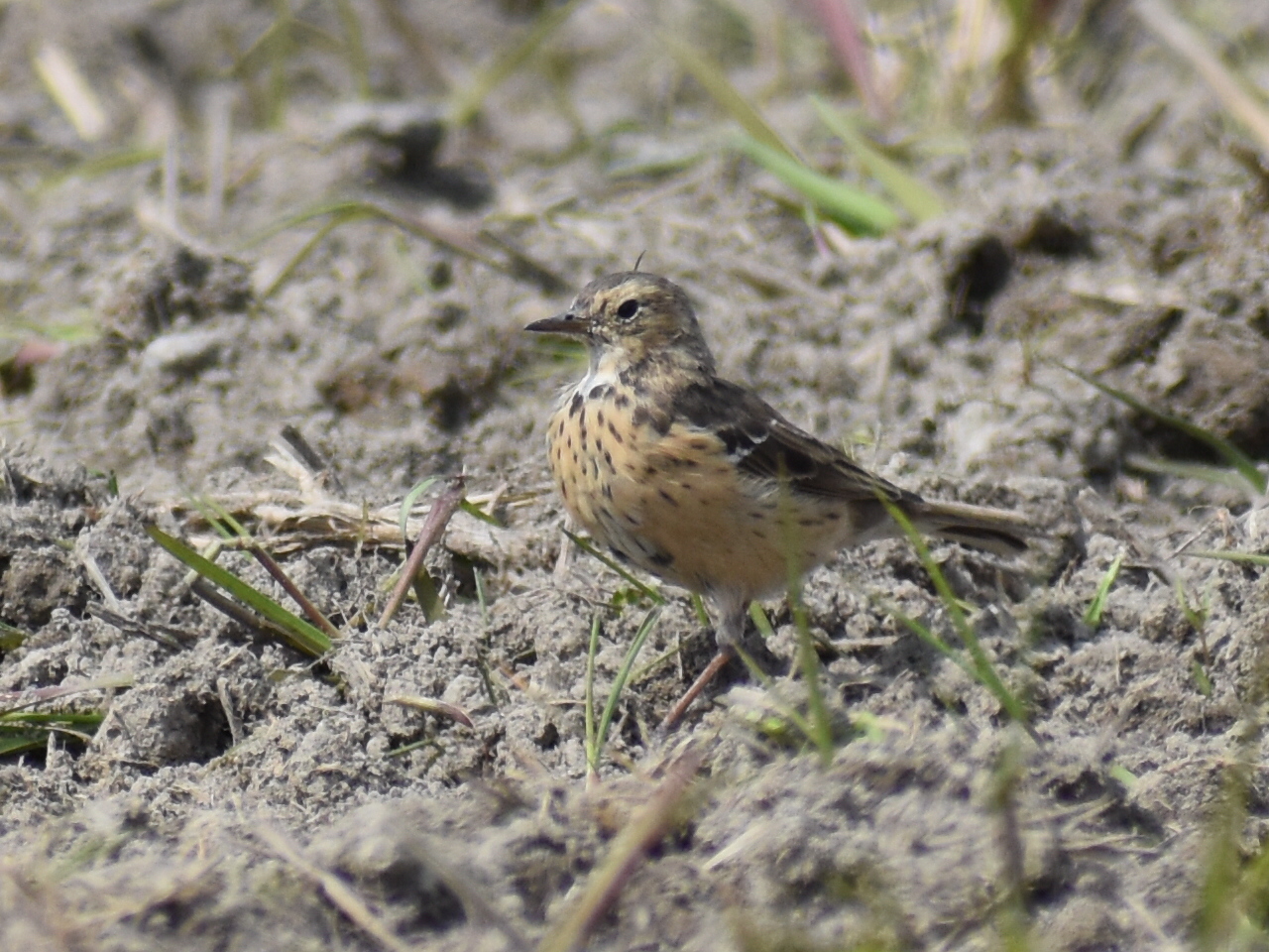 Photo of Water Pipit at  by ヨウコ