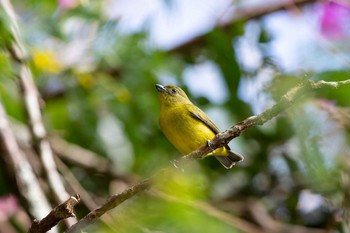 Thick-billed Euphonia