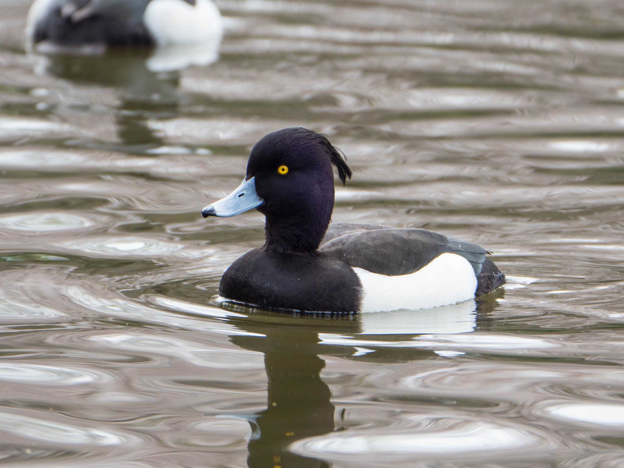 Photo of Tufted Duck at Shakujii Park by ryokawameister