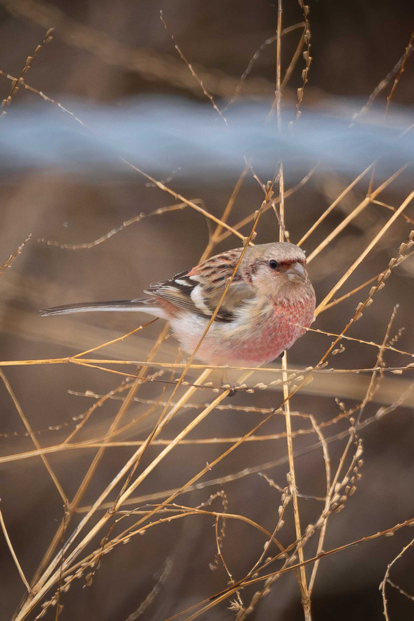 2025年2月3日(月) 岡谷林道(塩嶺王城パークライン)の野鳥観察 2025年2月3日(月) 岡谷林道(塩嶺王城パークライン)の野鳥観察