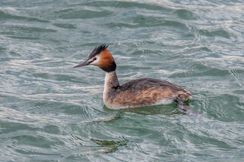 Great Crested Grebe