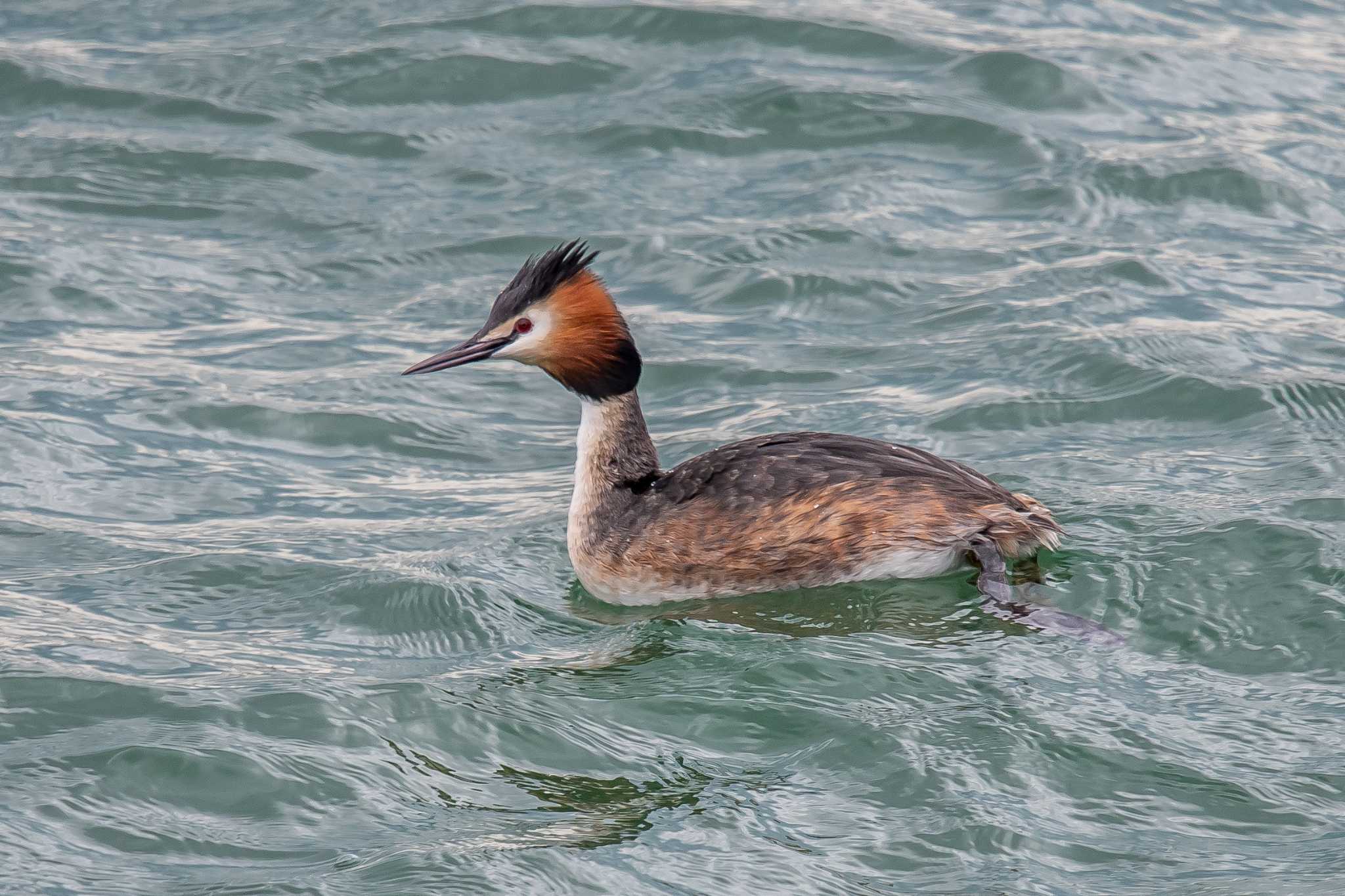 Photo of Great Crested Grebe at 加古川 by ときのたまお