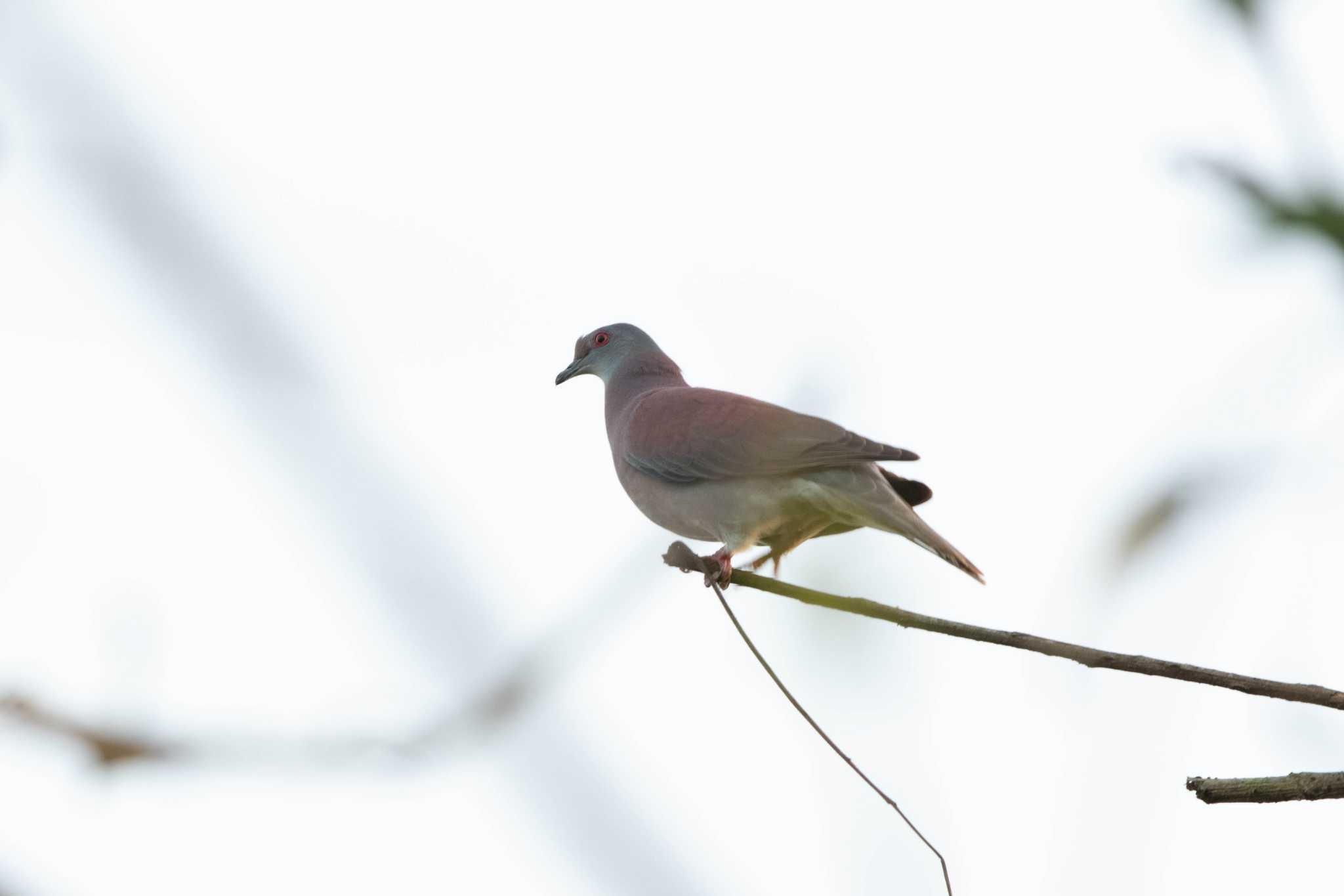 Pale-vented Pigeon