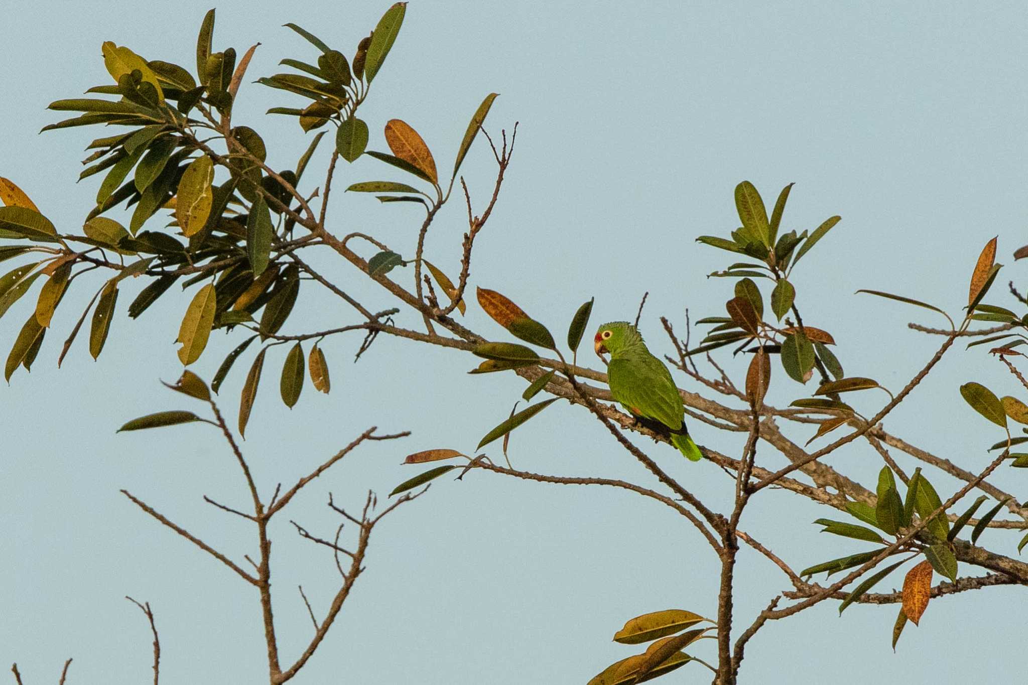 Photo of Red-lored Amazon at Ammo Dump Ponds by Trio