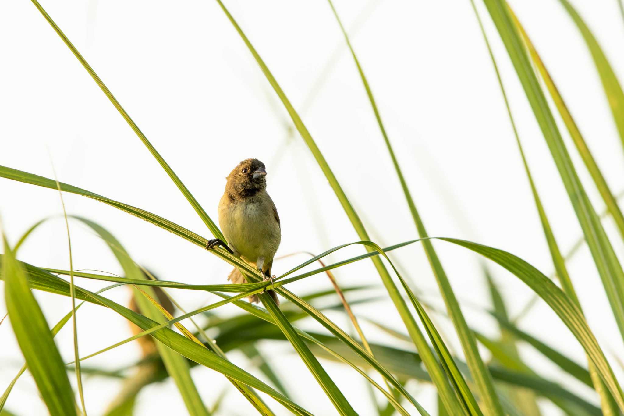 Photo of Yellow-bellied Seedeater at Ammo Dump Ponds by Trio