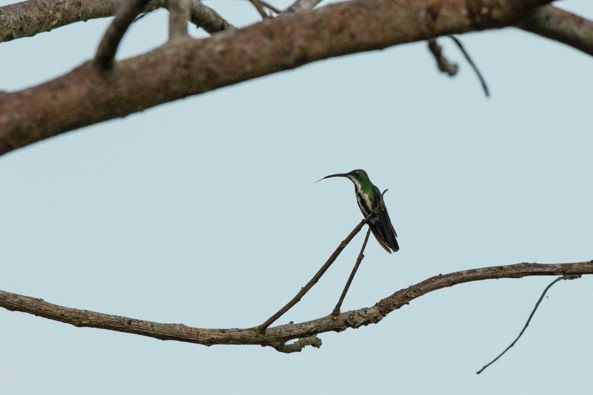 Photo of Black-throated Mango at Ammo Dump Ponds by Trio