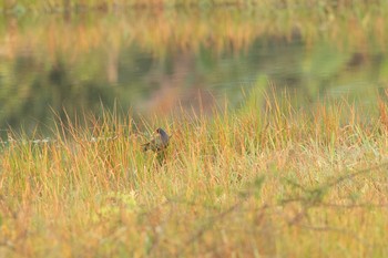 Purple Gallinule Ammo Dump Ponds Wed, 1/2/2019