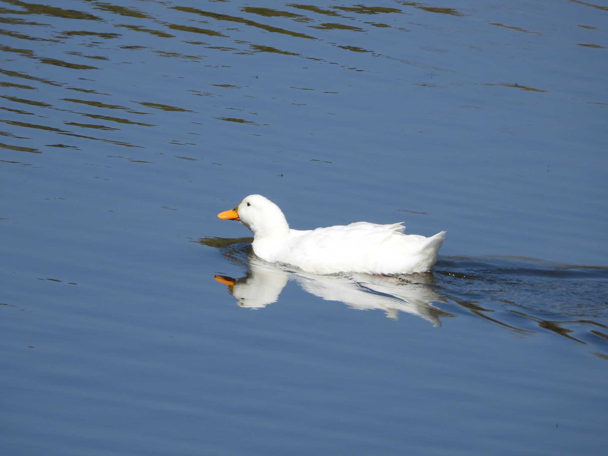 Photo of Domestic duck at 定光寺公園 by ひなそら