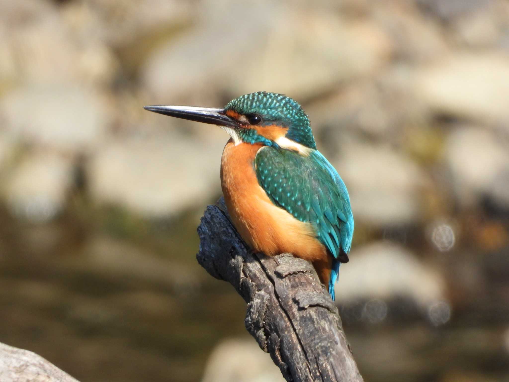 Photo of Common Kingfisher at 定光寺公園 by ひなそら