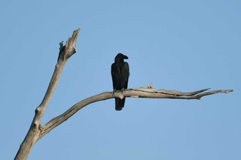 Large-billed Crow Khao Sok NP Sat, 2/23/2019