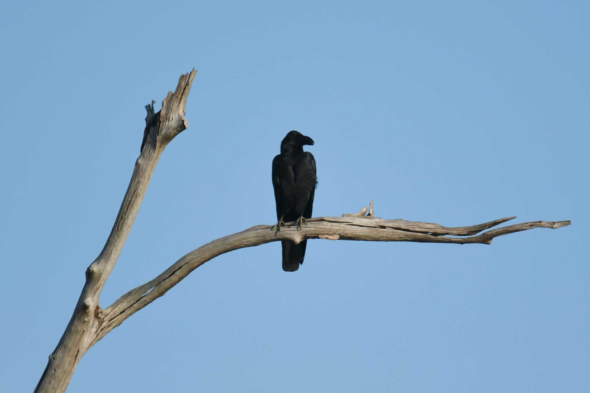 Large-billed Crow