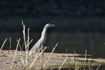 Chinese Pond Heron Khao Sok NP Sat, 2/23/2019