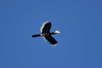 Oriental Pied Hornbill Khao Sok NP Sat, 2/23/2019