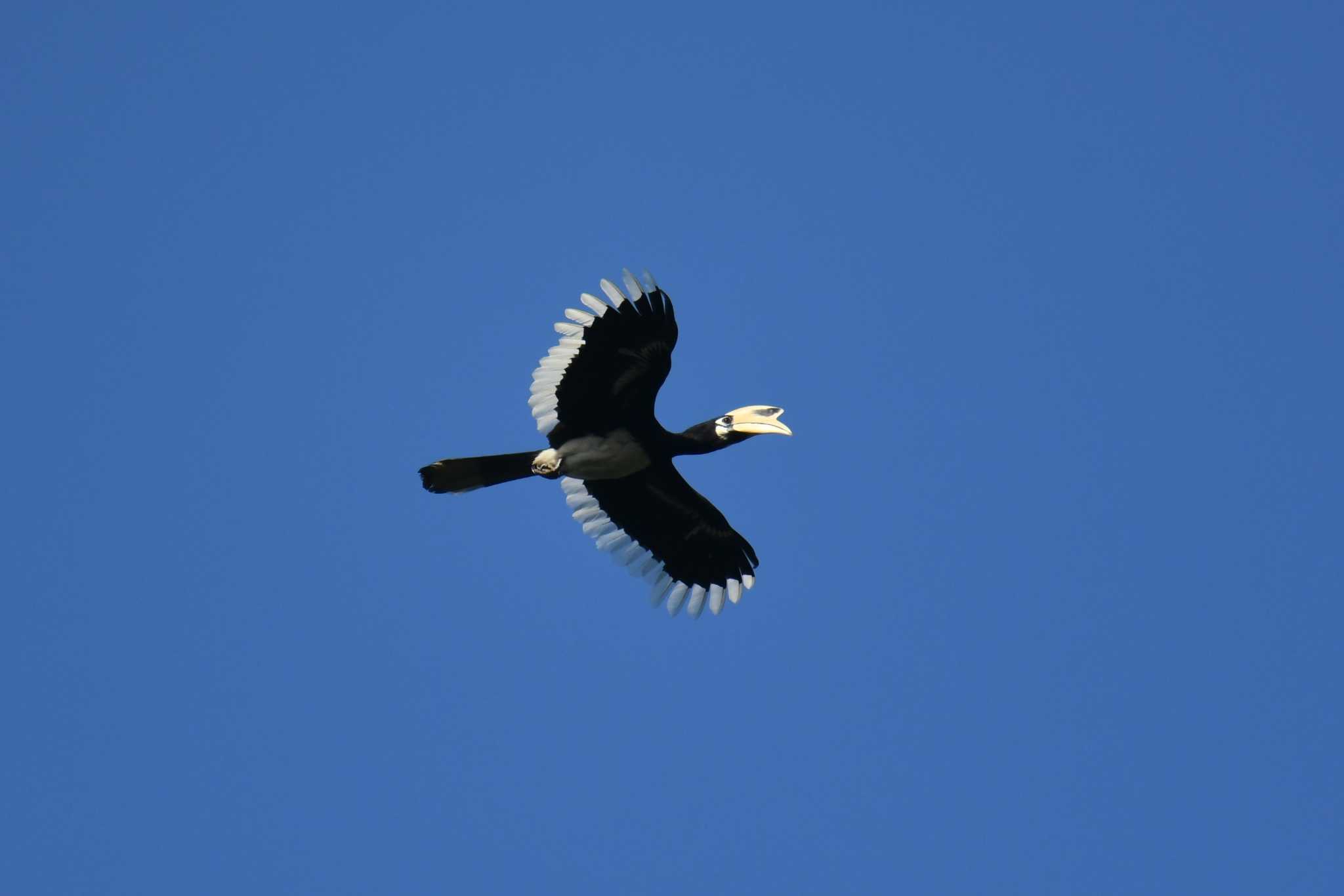 Photo of Oriental Pied Hornbill at Khao Sok NP by あひる