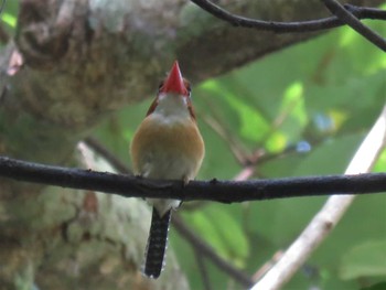 カザリショウビン