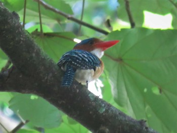 Banded Kingfisher タイ Sun, 2/24/2019